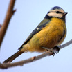 Chickadees And Tits
